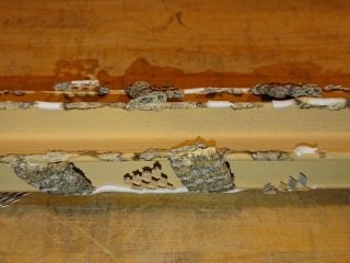 High Voltage Fuse silver element